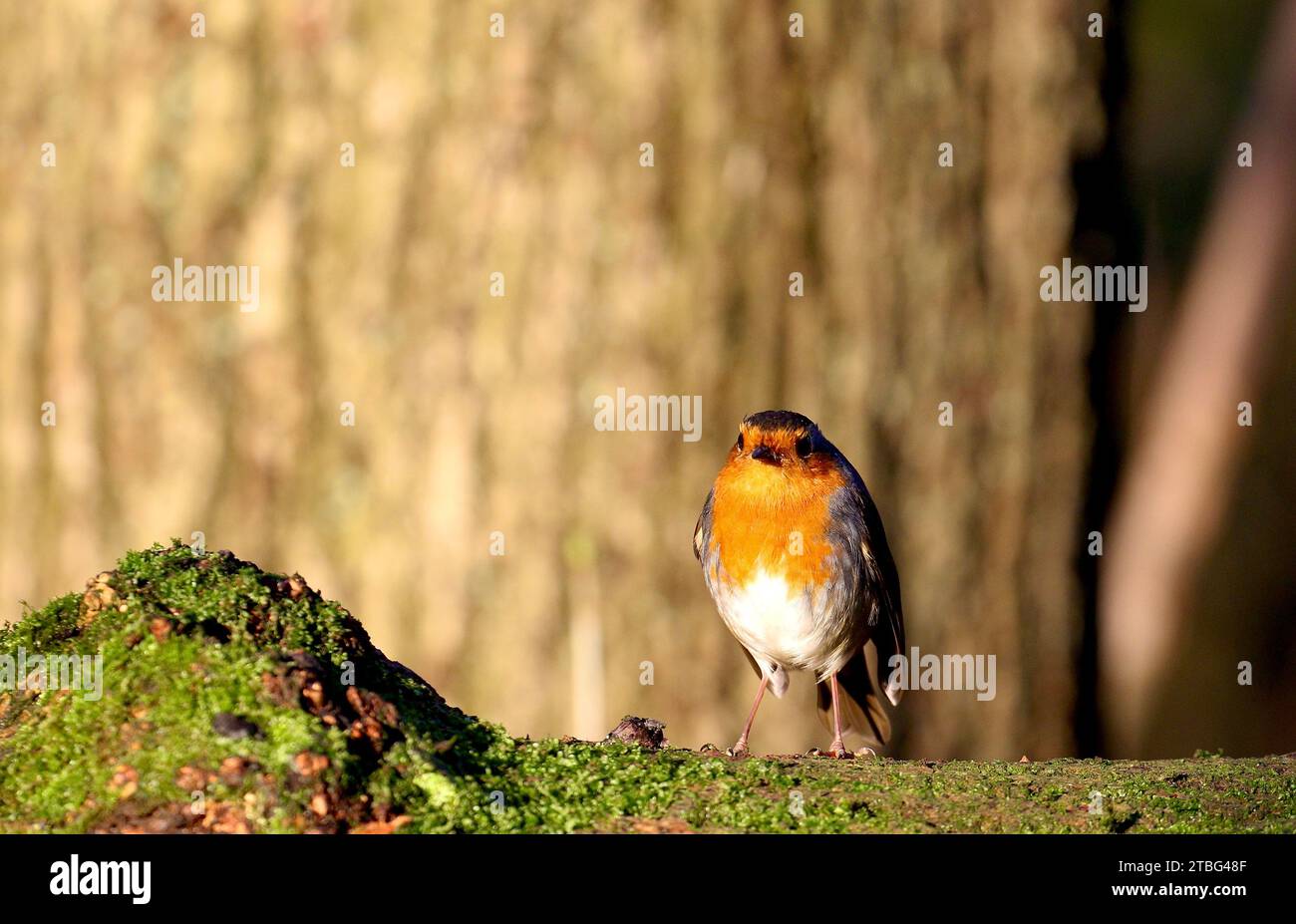 Robin petto rosso Foto Stock