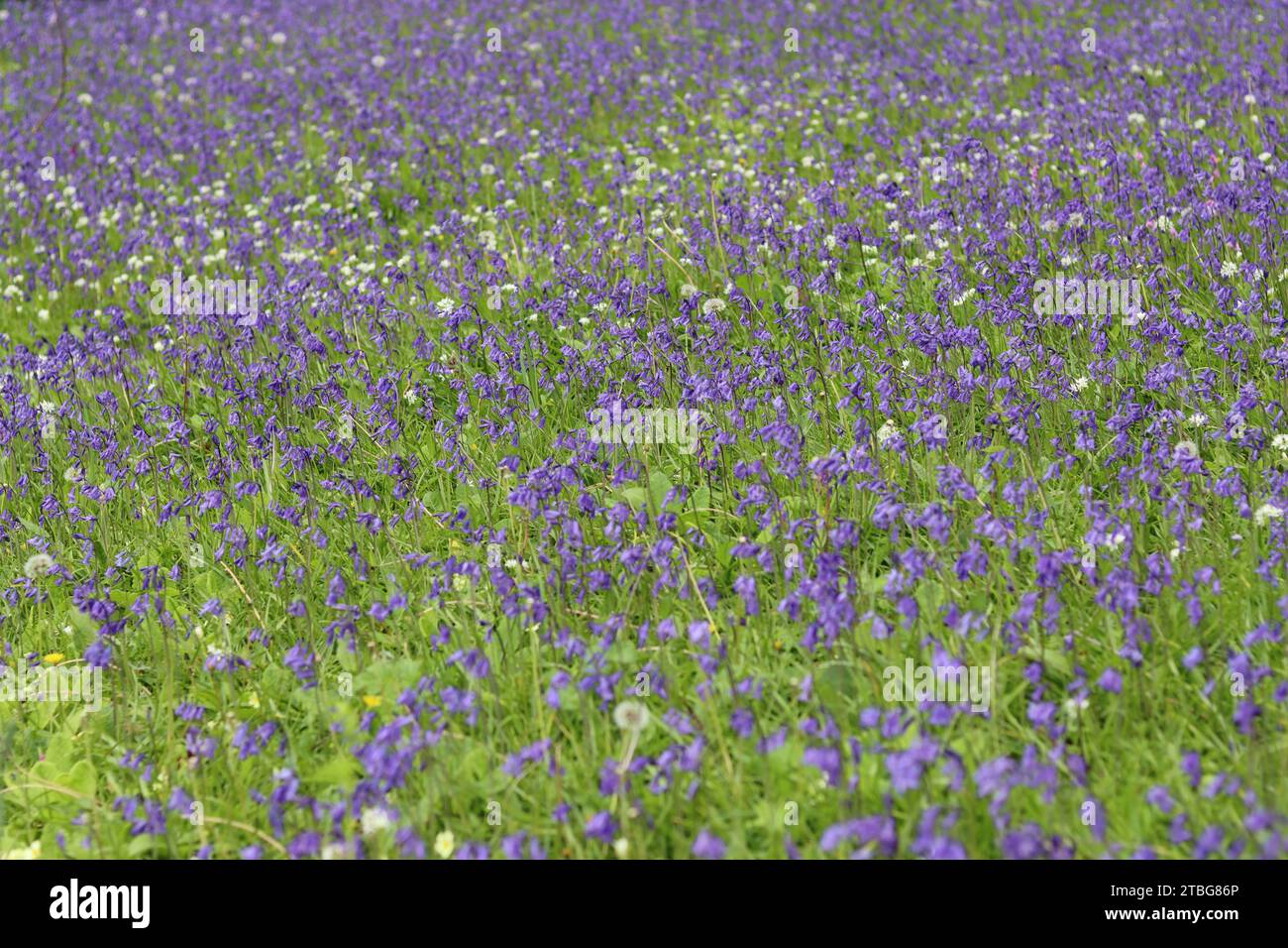 Masse di campanule e aglio selvatico in un bosco con il sole primaverile Foto Stock