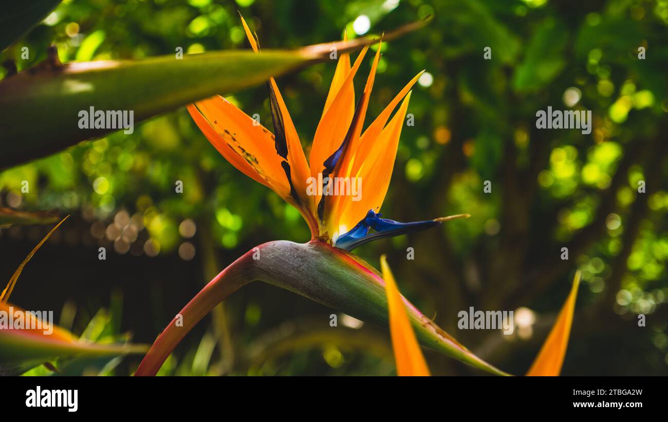 Una vibrante immagine di una pianta Bird of Paradise che vanta un'abbondanza di fiori dai colori vivaci Foto Stock