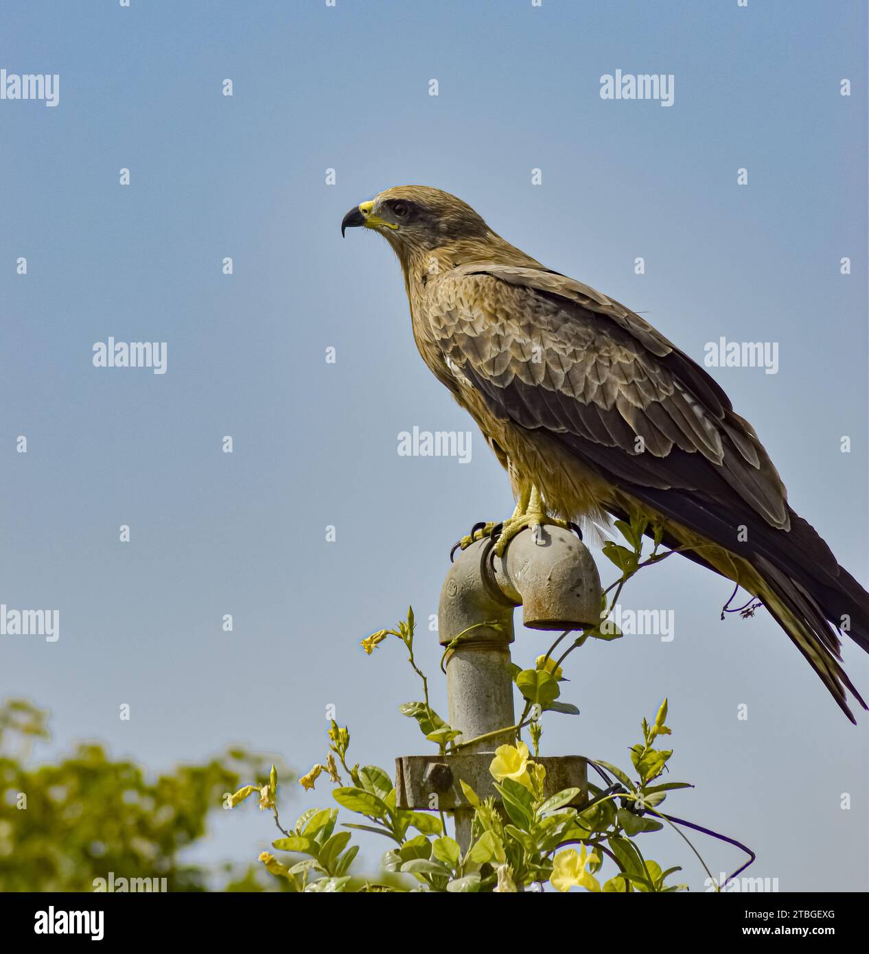Aquila seduta su un podio pieno di fiori gialli Foto Stock