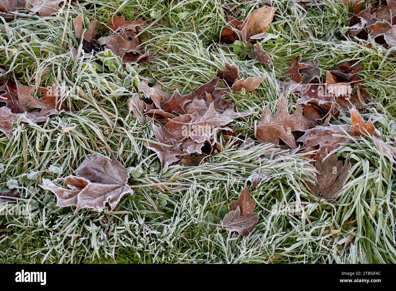 Foglie cadute ed erba in condizioni di gelo, Warwickshire, Regno Unito Foto Stock