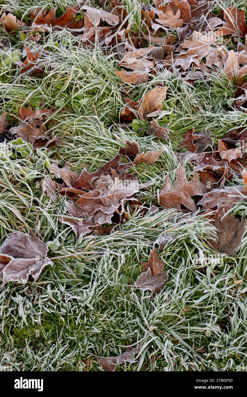 Foglie cadute ed erba in condizioni di gelo, Warwickshire, Regno Unito Foto Stock