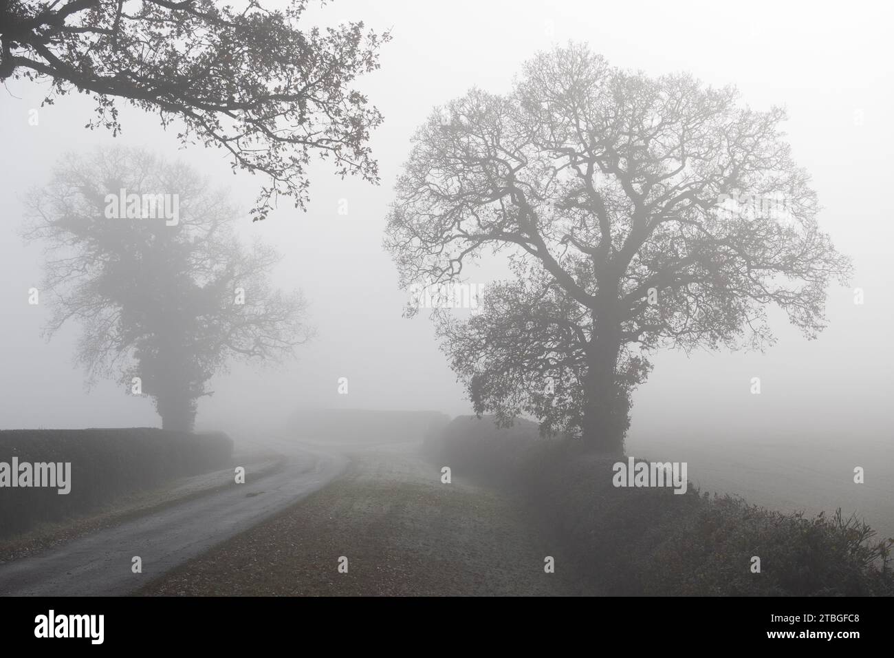 Alberi di quercia e una strada di campagna nella nebbia invernale, Warwickshire, Inghilterra, Regno Unito Foto Stock