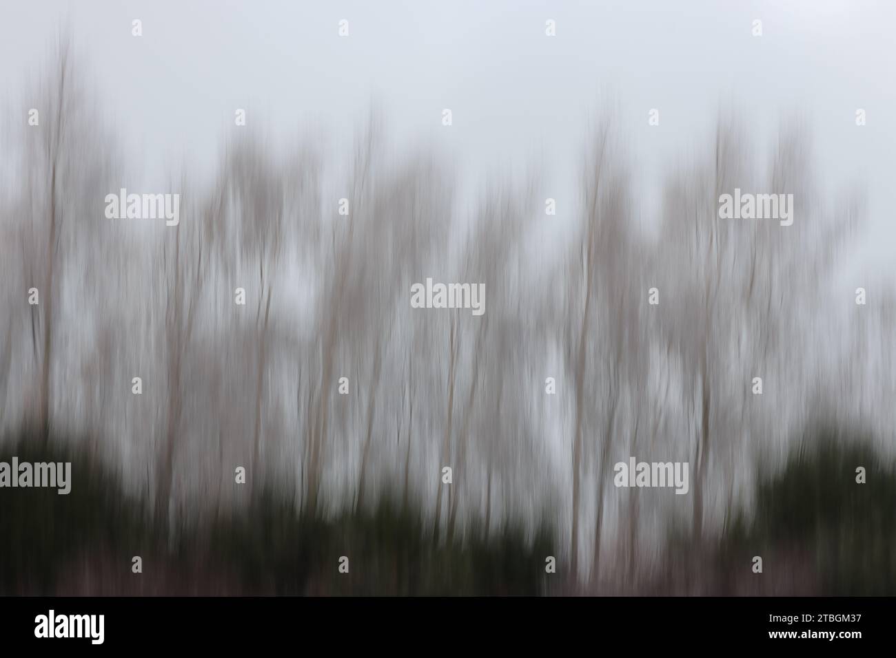 Astratto di alberi invernali Foto Stock