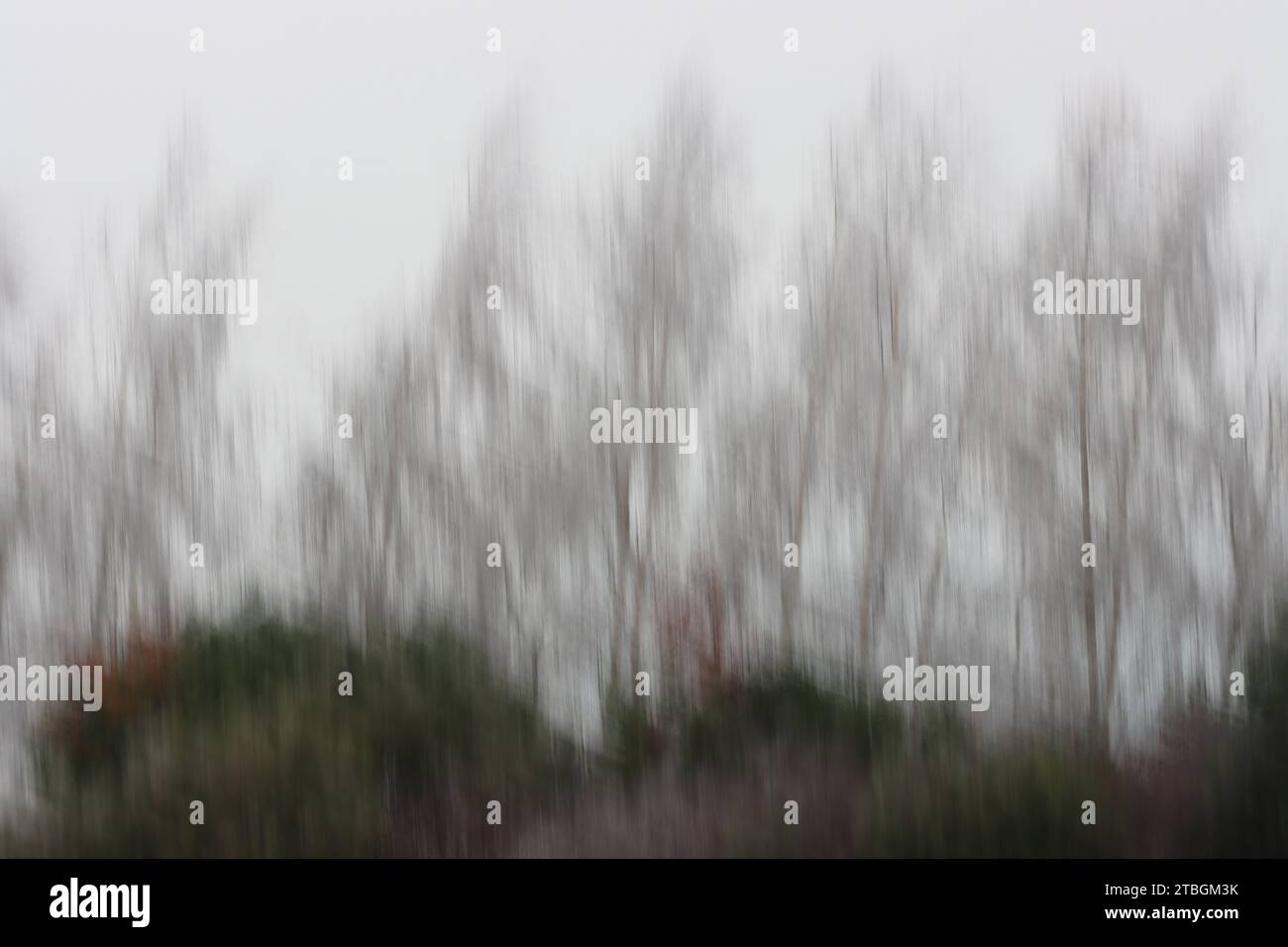 Astratto di alberi invernali Foto Stock