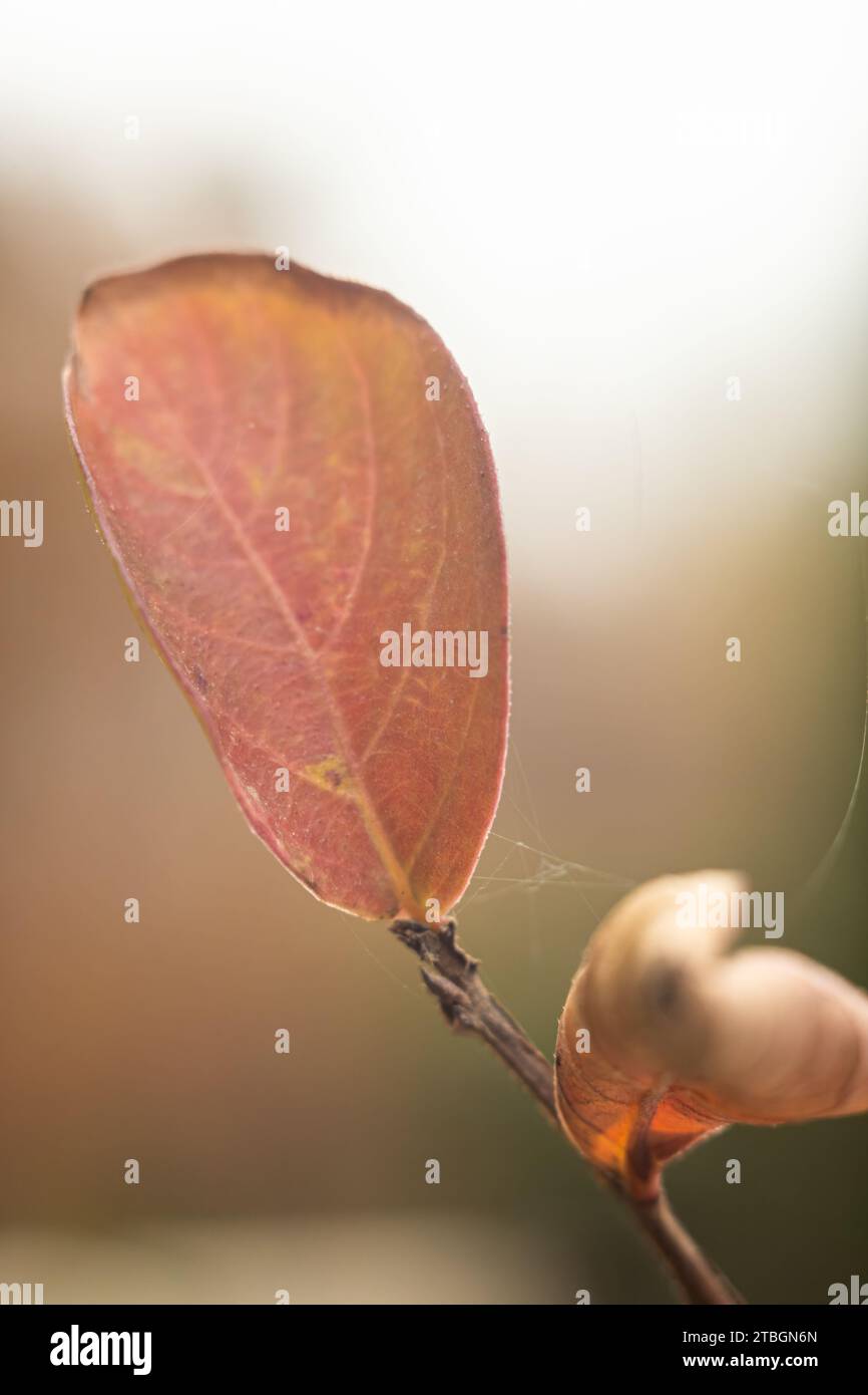 Screensaver naturale e sfondo con tema autunnale e paesaggio con colori stagionali. Foto Stock