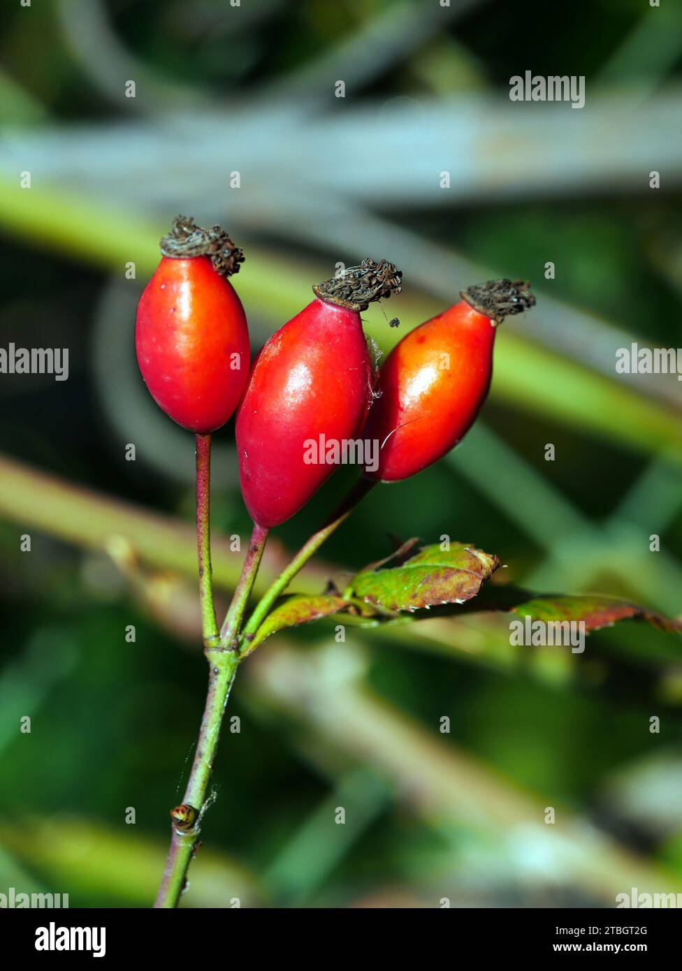 Impianto di rose in inverno Foto Stock