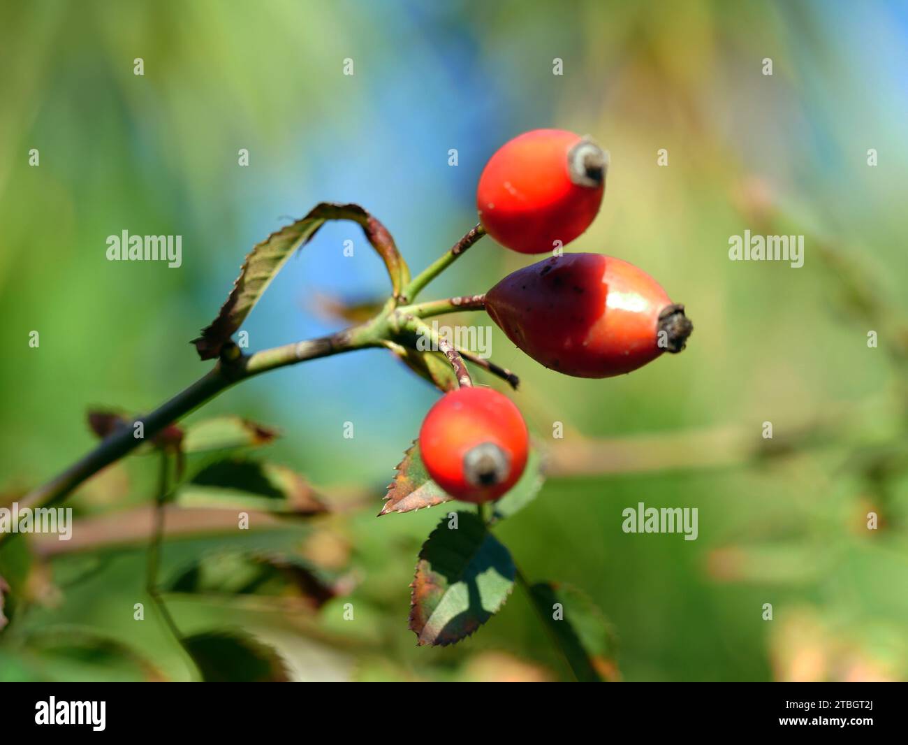 Impianto di rose in inverno Foto Stock