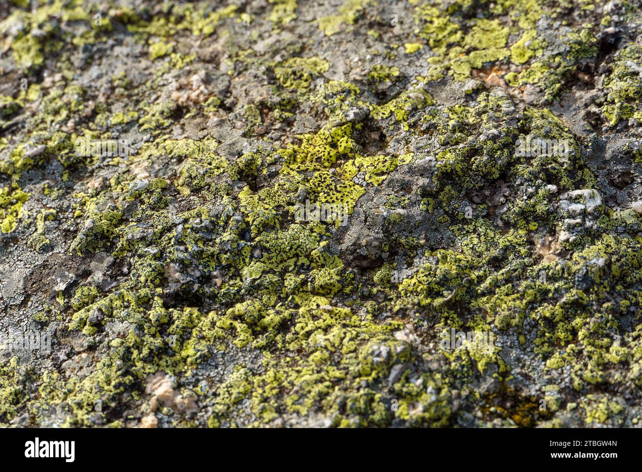 Lichen verde che cresce sulla roccia Foto Stock