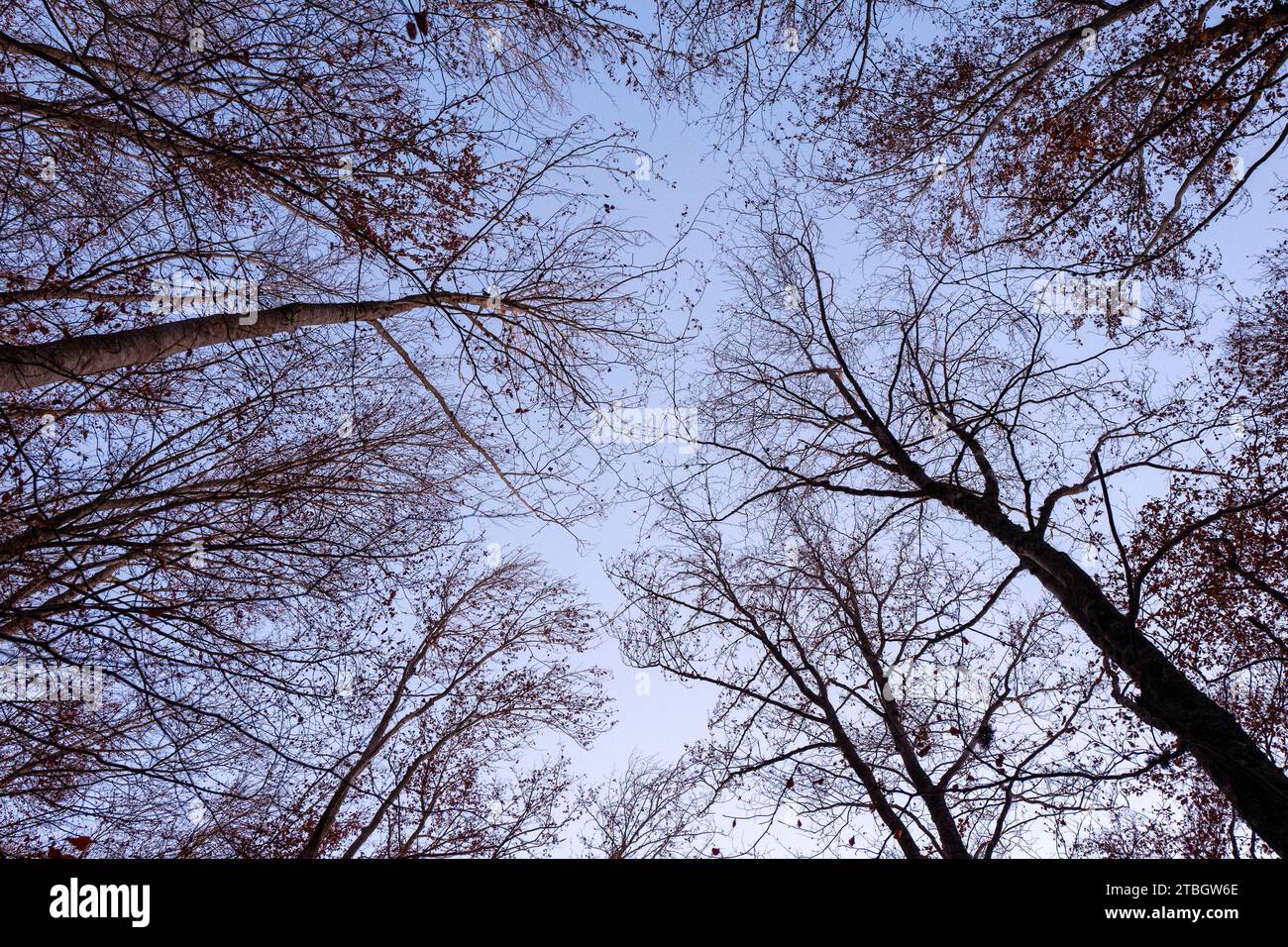 Baldacchino di alberi decidui visto dal basso nella foresta di Rota das Faias, Manteigas, Serra da Estrela, Portogallo, Europa Foto Stock