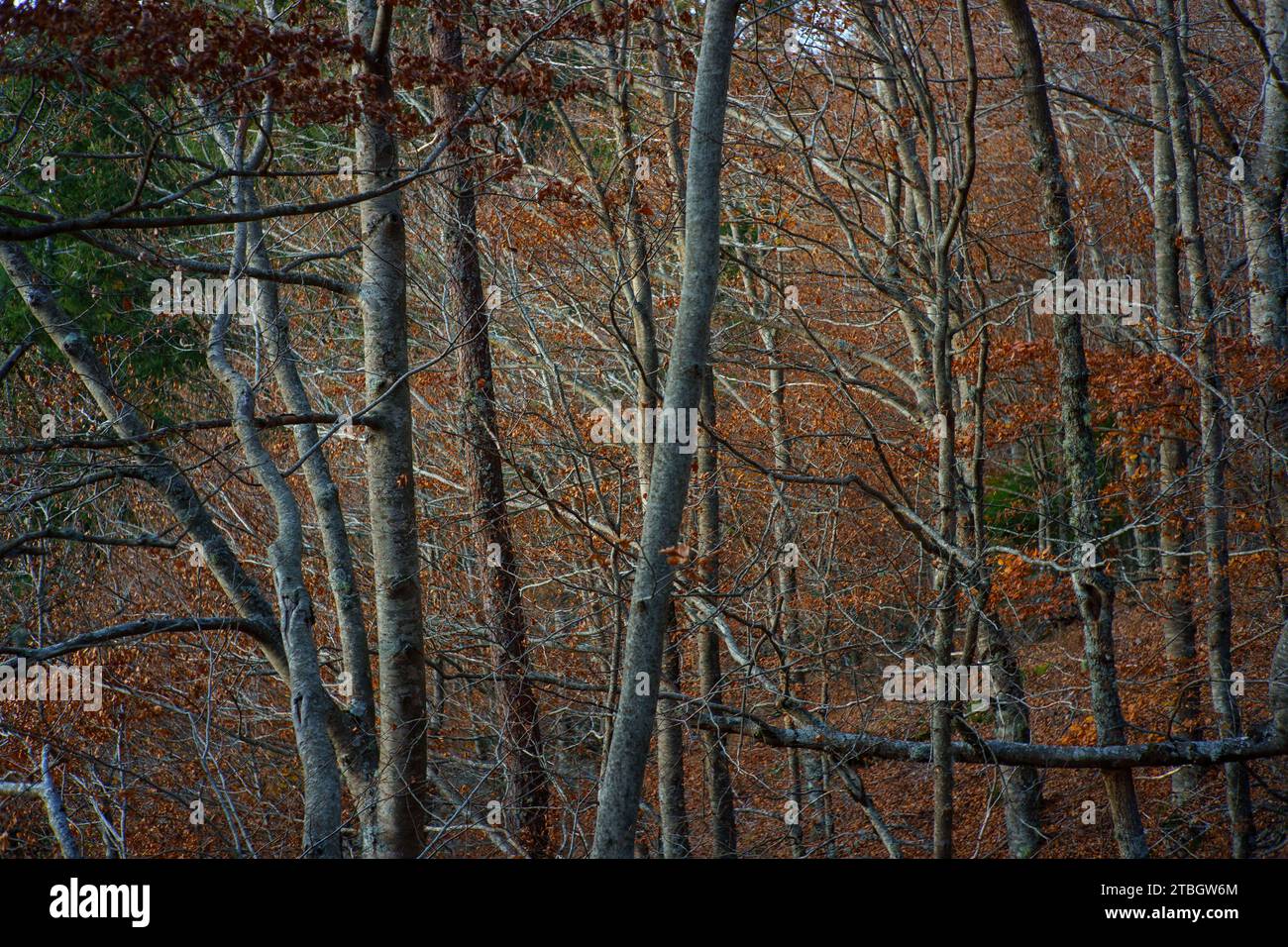 Alberi forestali a Rota das Faias, Manteigas, Serra da Estrela, Portogallo, Europa Foto Stock