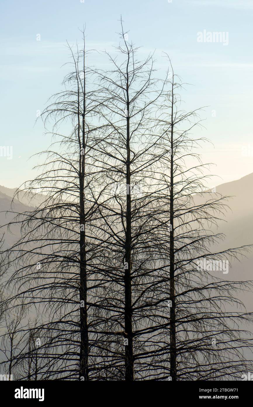 Tre alberi decidui senza foglie affiancati a Rota das Faias, Manteigas, Serra da Estrela, Portogallo, Europa Foto Stock