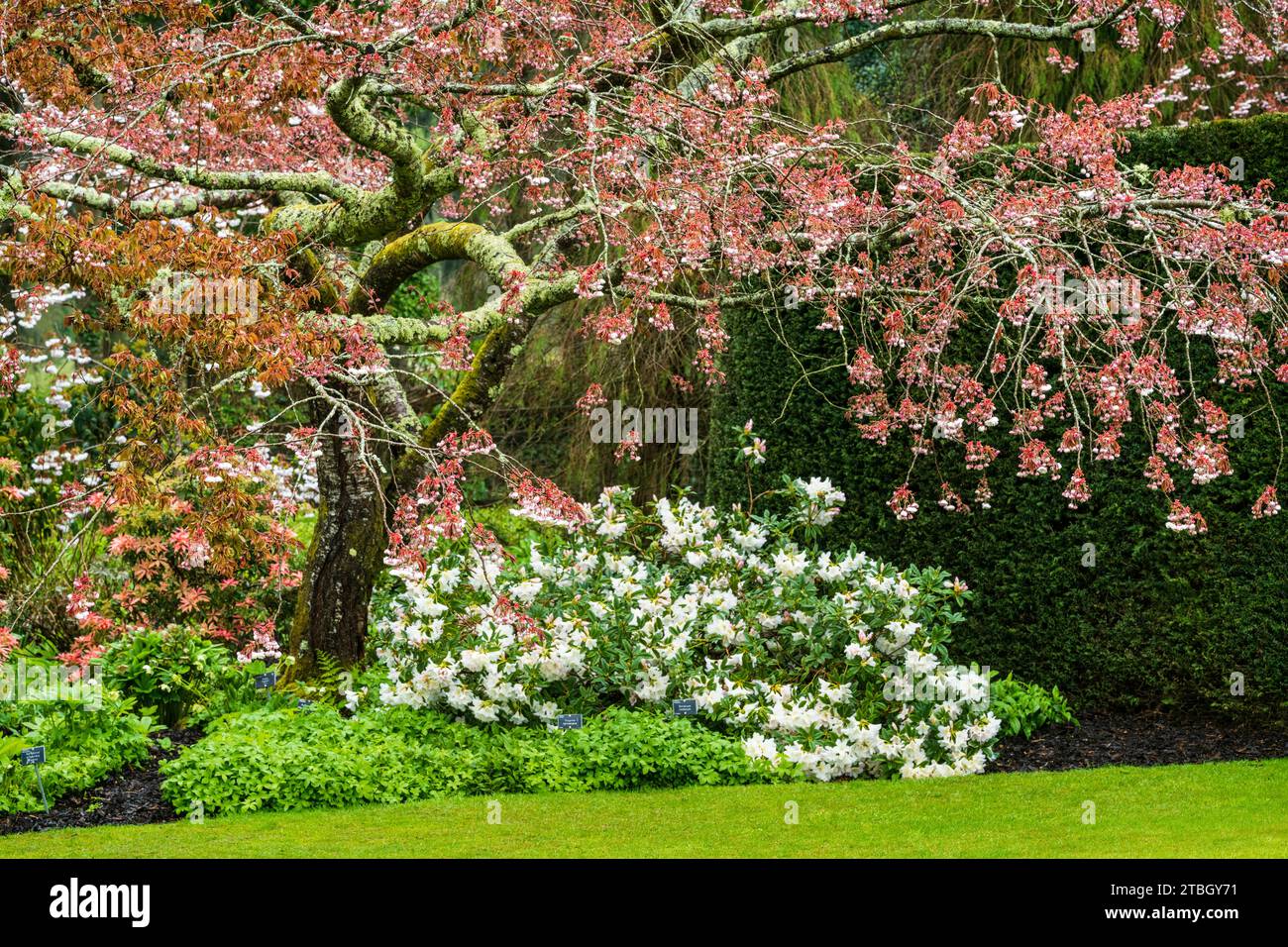 Mostra di fiori primaverili nel giardino dei ciliegi al Royal Horticultural Society Garden Rosemoor, vicino a Great Torrington, Devon, Regno Unito. Foto Stock