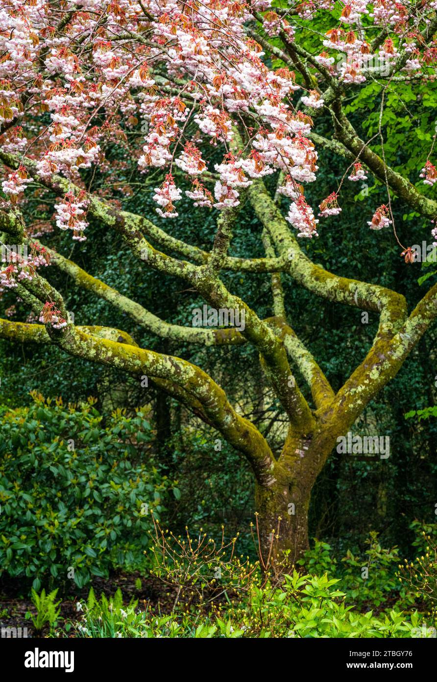 Mostra di fiori primaverili nel giardino dei ciliegi al Royal Horticultural Society Garden Rosemoor, vicino a Great Torrington, Devon, Regno Unito. Foto Stock