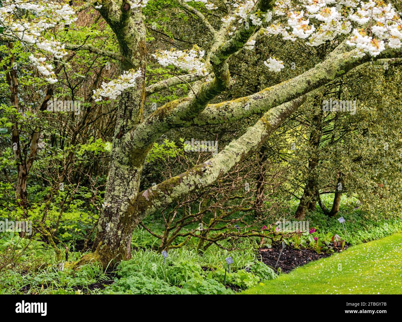 Mostra di fiori primaverili nel giardino dei ciliegi al Royal Horticultural Society Garden Rosemoor, vicino a Great Torrington, Devon, Regno Unito. Foto Stock