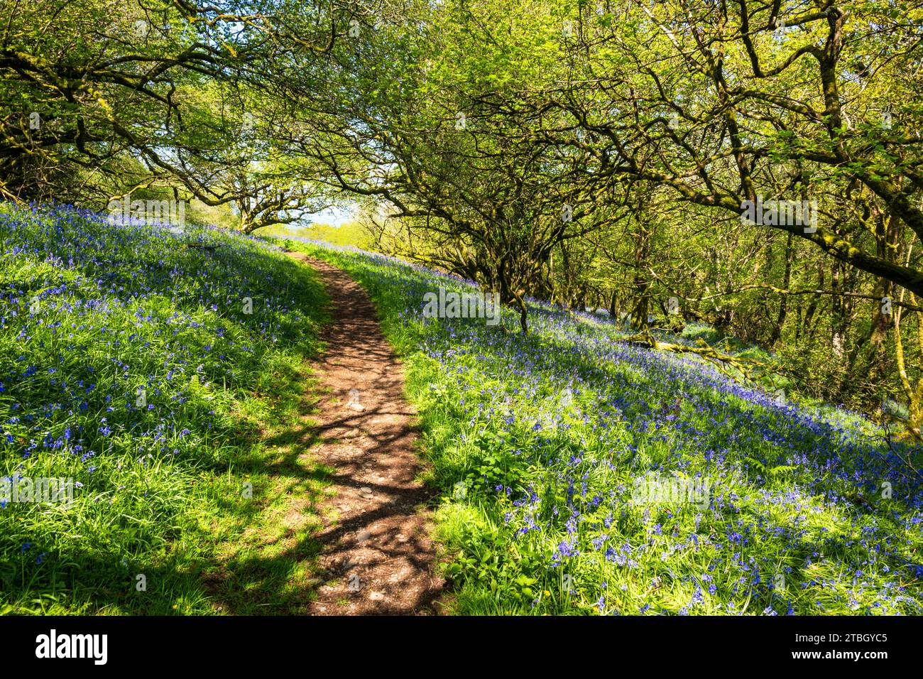 Spettacolare esposizione di Bluebells durante il mese di maggio, a Halstock Wood, Okehampton, Devon, Regno Unito. Foto Stock