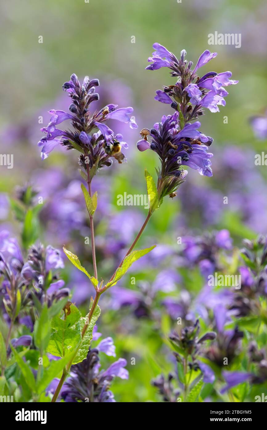 Nepeta subsessilis Laufen, catmint Laufen, piccolo mauve a due labbra / fiori blu. Foto Stock