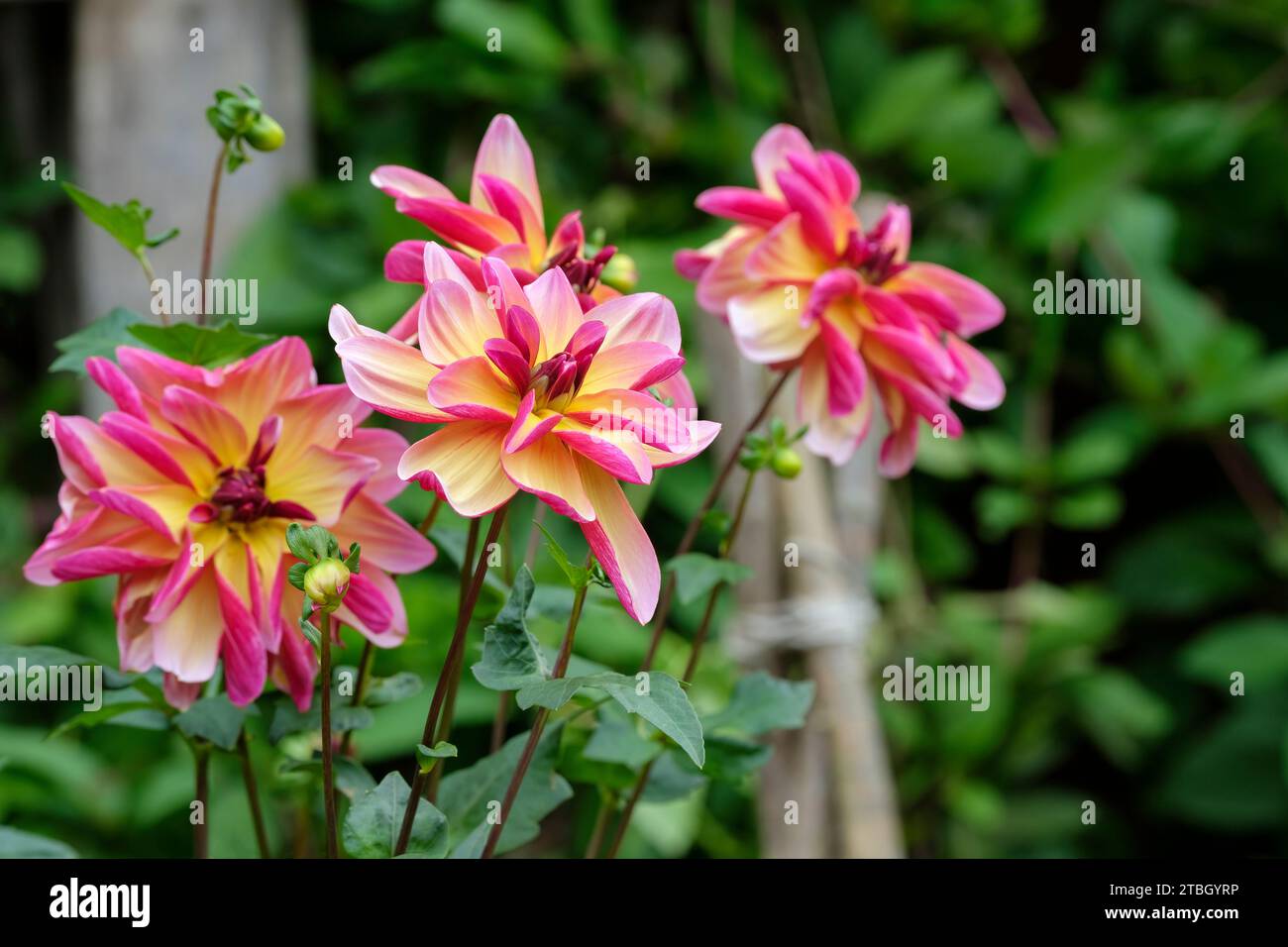 Dahlia Dark Butterfly, rosa pesca, ombreggiato in giallo al centro, petali curvi che rivelano la parte inferiore rosa scuro Foto Stock