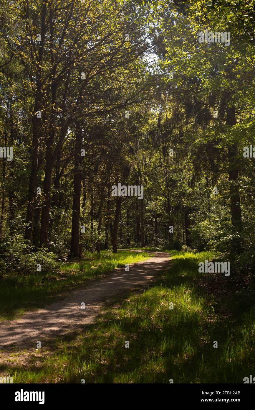 Sentiero nella foresta decidua, Sellingerbossen, Sellingen, Groningen, Paesi Bassi Foto Stock