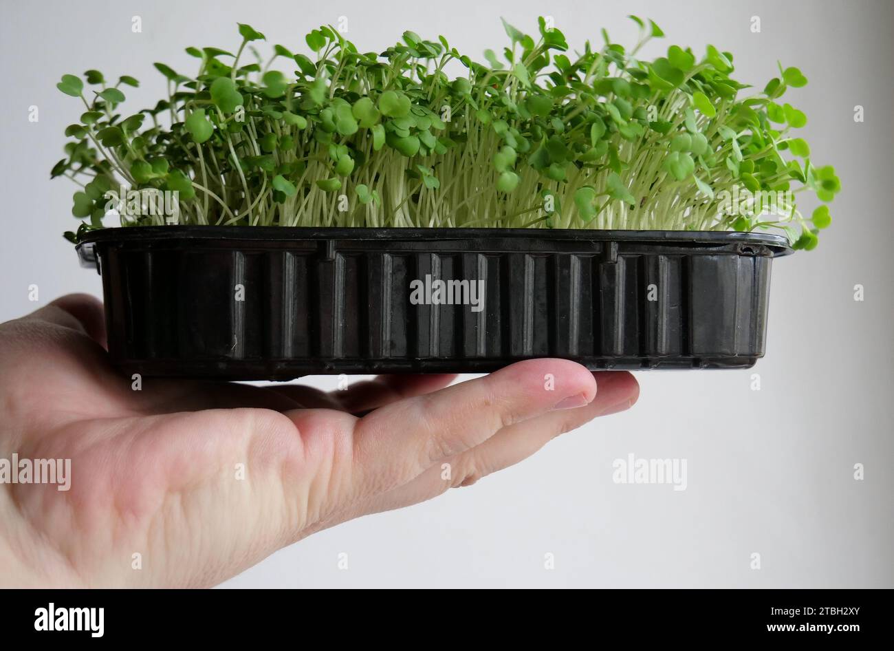 Contenitore piatto nero con microgreen vivi su una palma umana su sfondo bianco Foto Stock