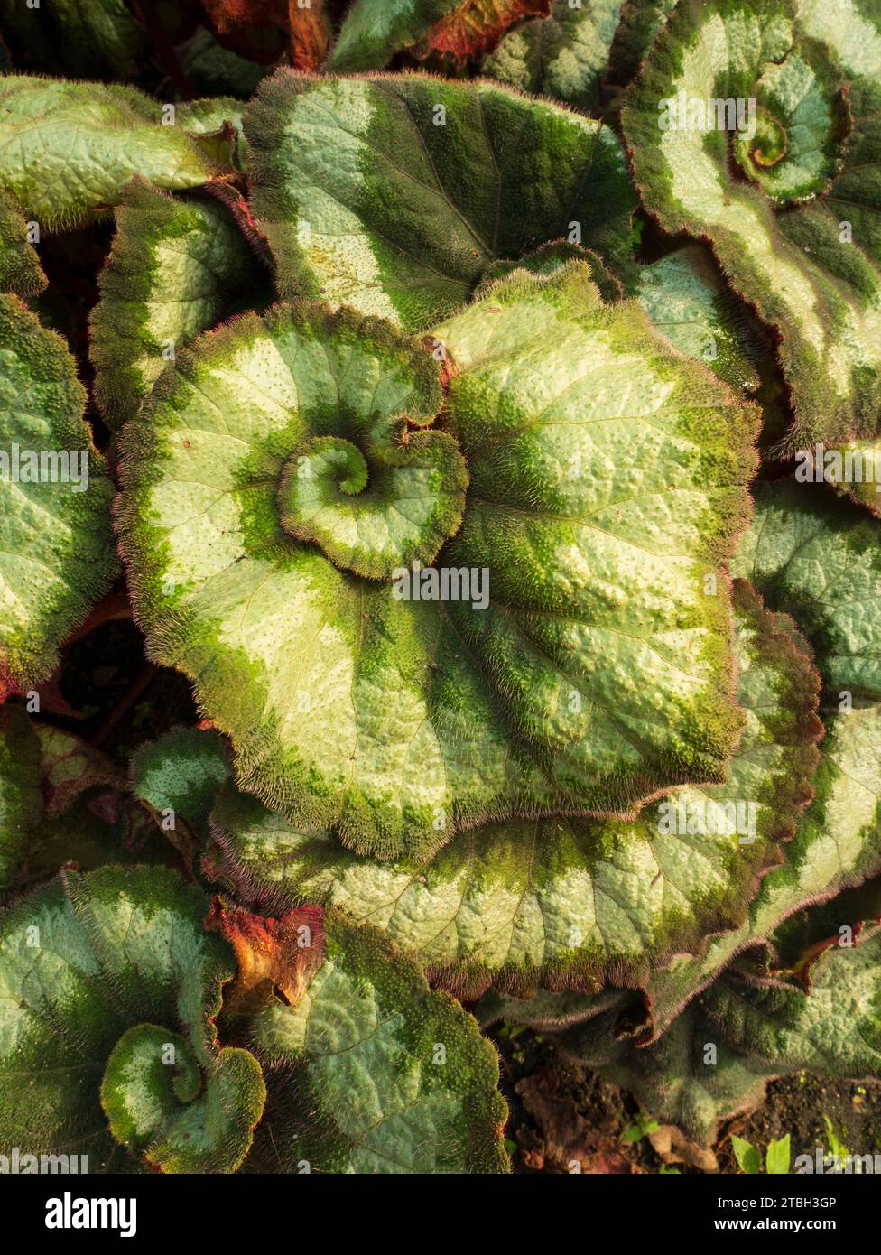 Rex Begonia, in particolare il Begonia rex-cultorum «Escargot» Foto Stock