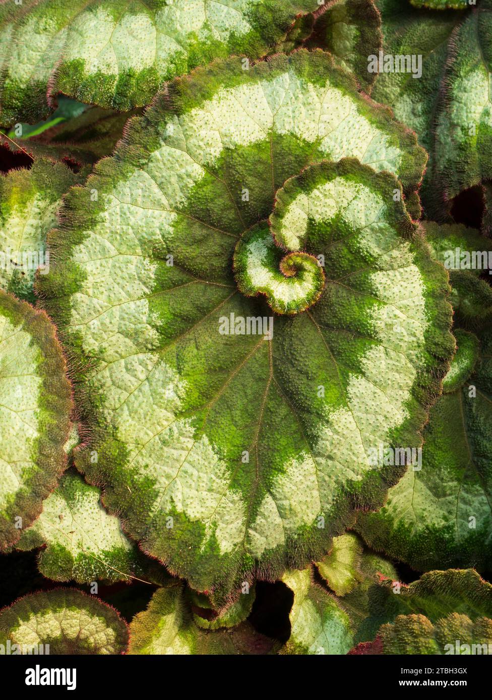 Rex Begonia, in particolare il Begonia rex-cultorum «Escargot» Foto Stock