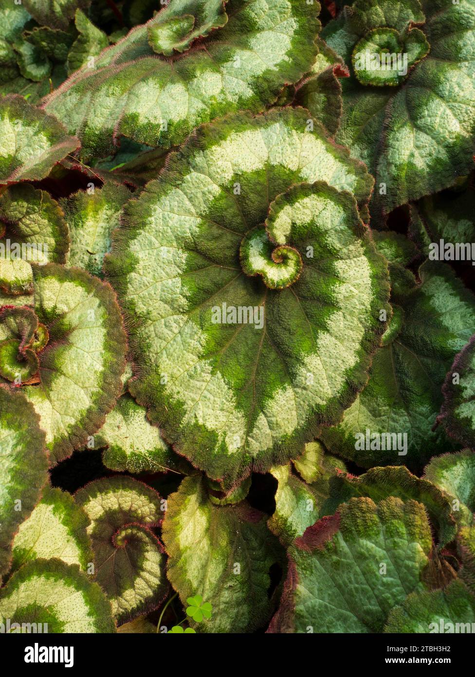 Rex Begonia, in particolare il Begonia rex-cultorum «Escargot» Foto Stock