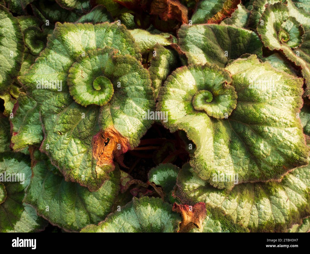 Rex Begonia, in particolare il Begonia rex-cultorum «Escargot» Foto Stock