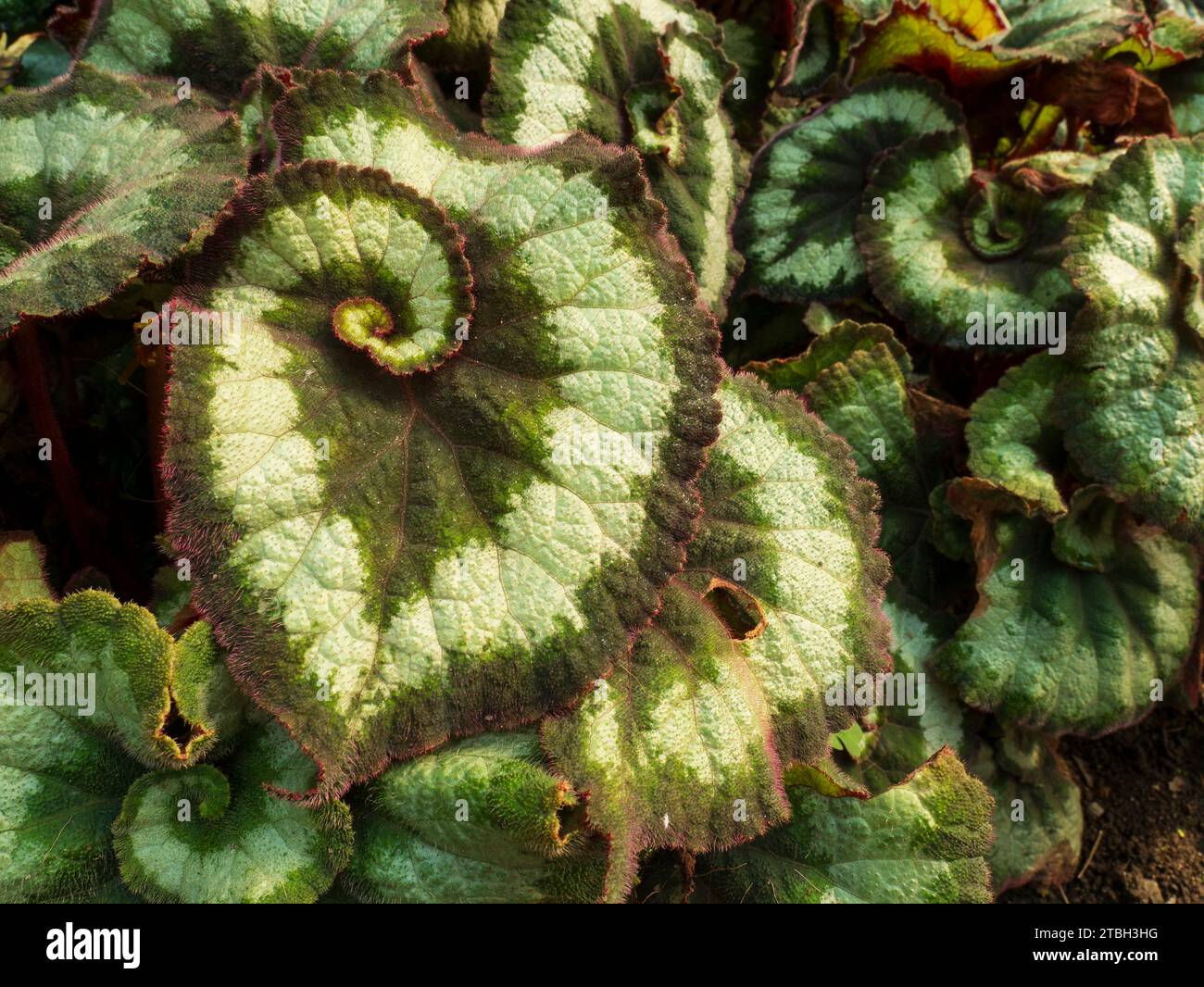 Rex Begonia, in particolare il Begonia rex-cultorum «Escargot» Foto Stock