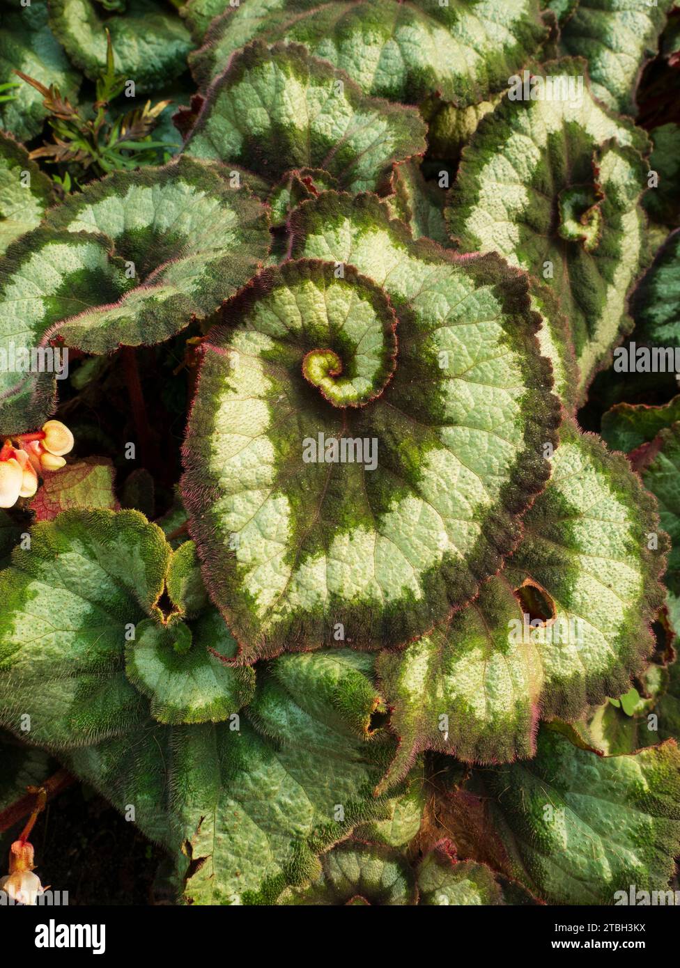 Rex Begonia, in particolare il Begonia rex-cultorum «Escargot» Foto Stock