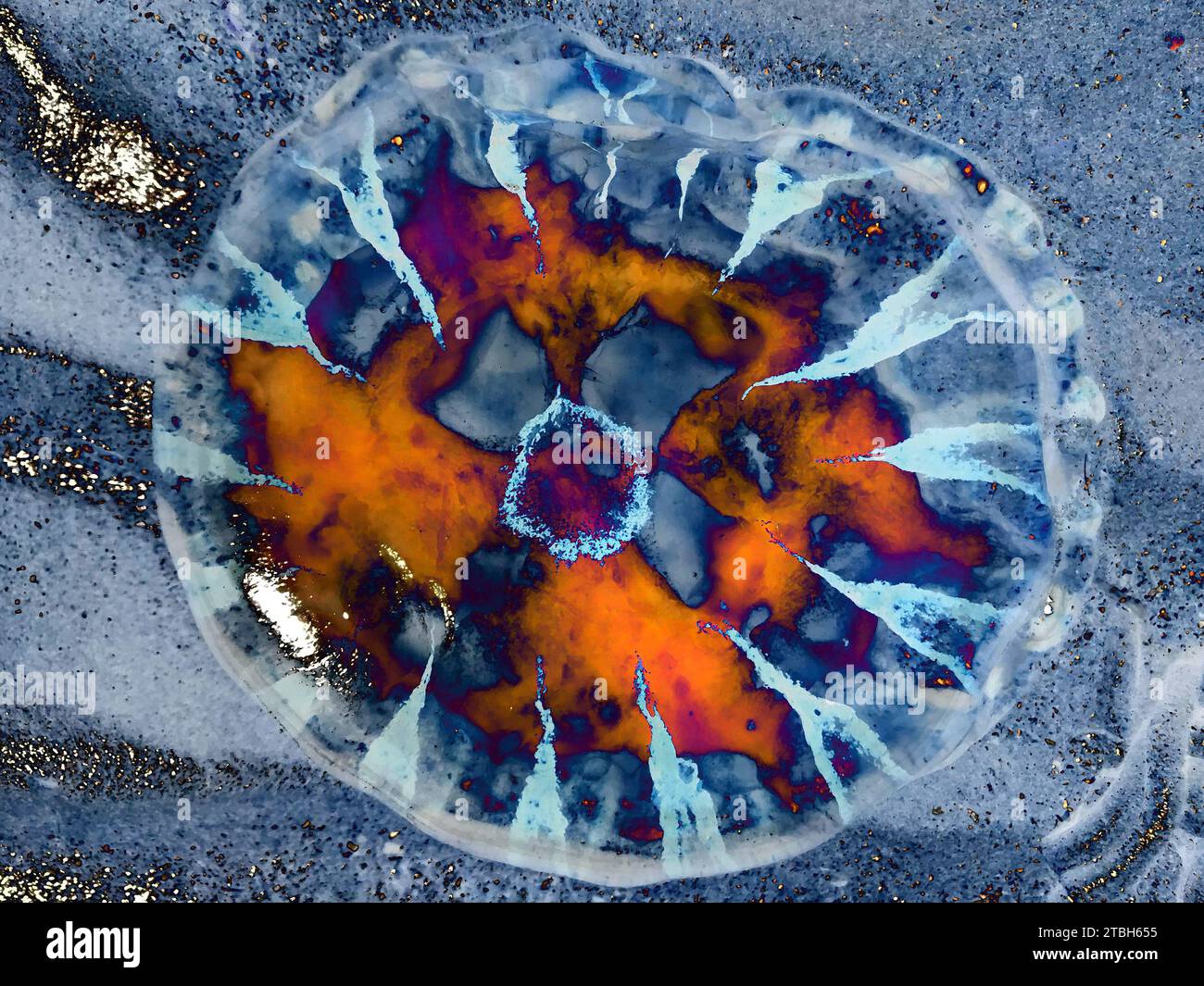 Arte astratta, blu, viola, arancio, ispirata ai motivi della bussola della natura, della Chrysaora hysoscella, della rivista di copertina del libro Suit, del mare, della spiaggia Foto Stock