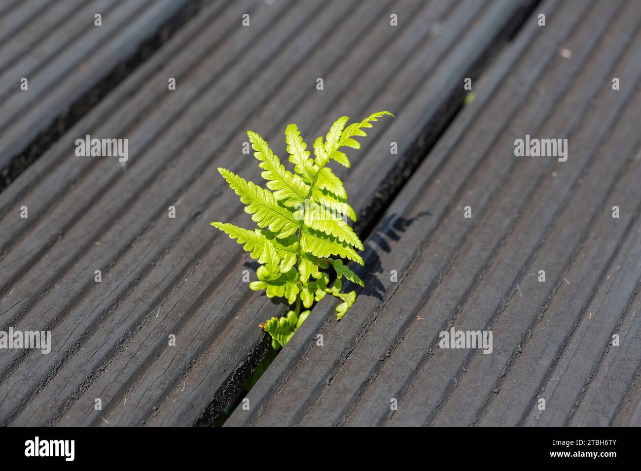 Foglia di felce Comman (Dryopteris felix-mas) che sbircia attraverso le tavole della terrazza Foto Stock