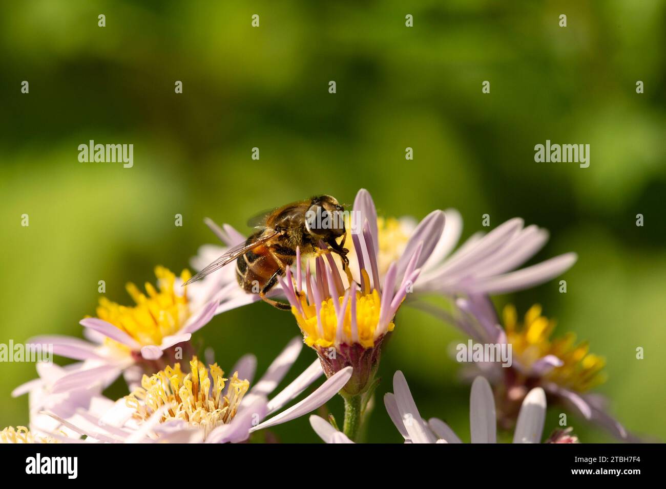 Hoverfly Eristalis nemorum alimentazione su fiore di fleabano annuale (Erigeron annuus) Foto Stock