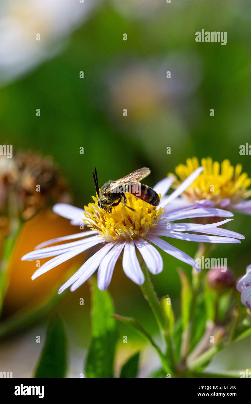 Spec. Di Sweet bee Lasioglossum Alimentazione su fiore di fleabano annuale (Erigeron annuus) Foto Stock