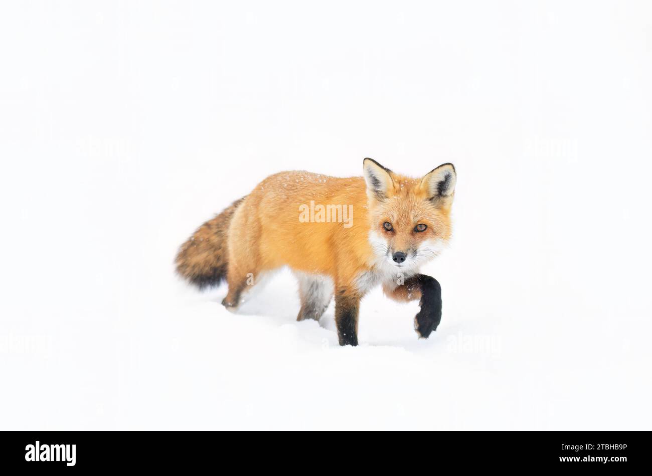 Volpe rossa con coda cespugliosa e pelliccia d'arancio a caccia della neve appena caduta in Canada Foto Stock