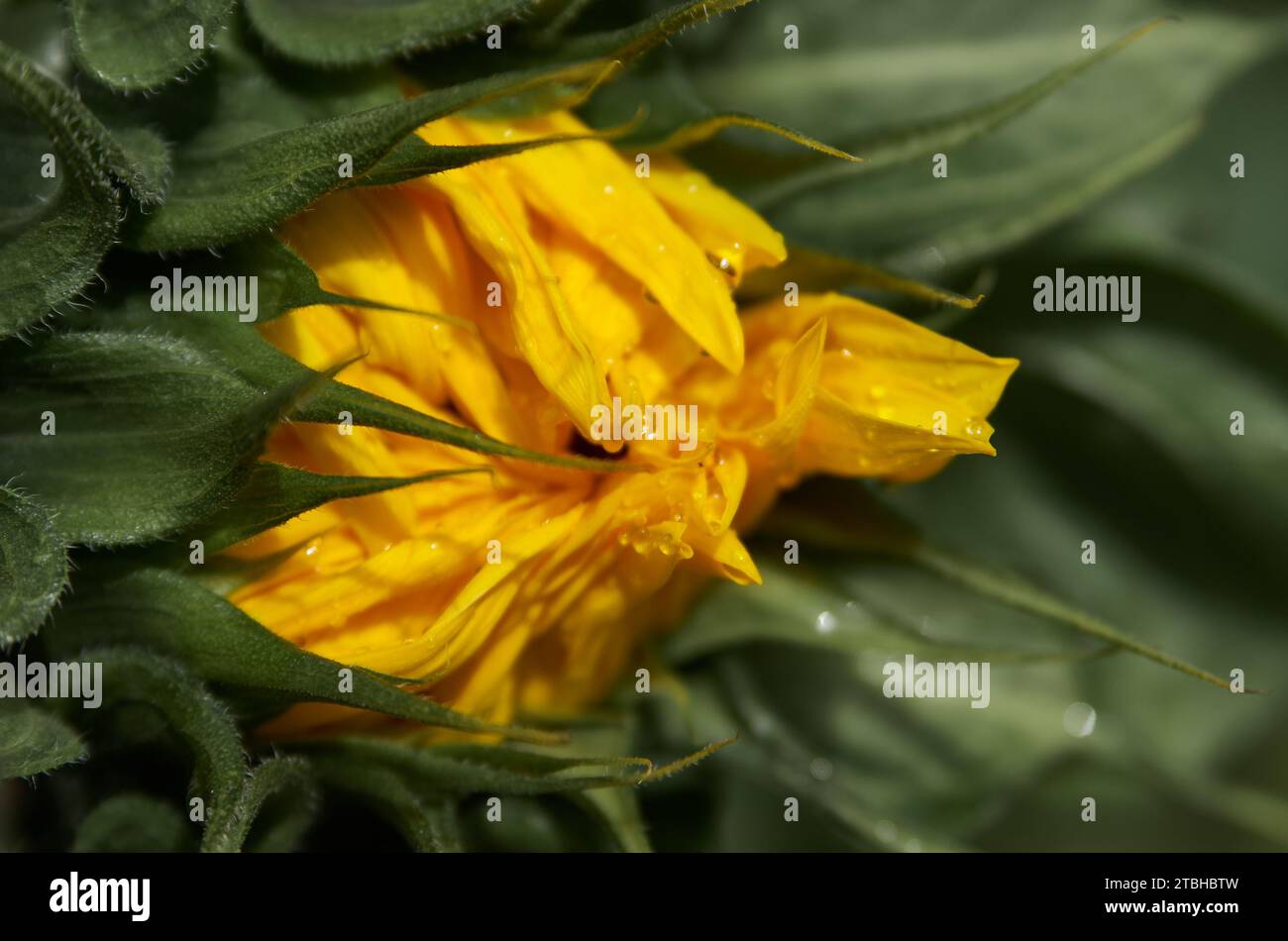 Primo piano del bocciolo di girasole sigillato Foto Stock