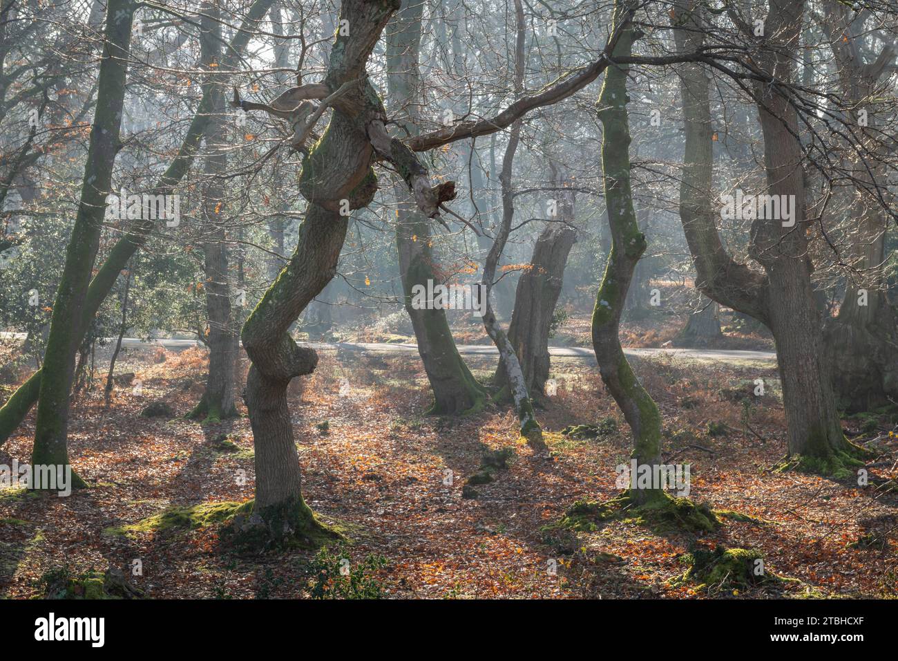 Foresta decidua durante l'inverno, New Forest National Park, Hampshire, Inghilterra. Inverno (febbraio) 2023. Foto Stock