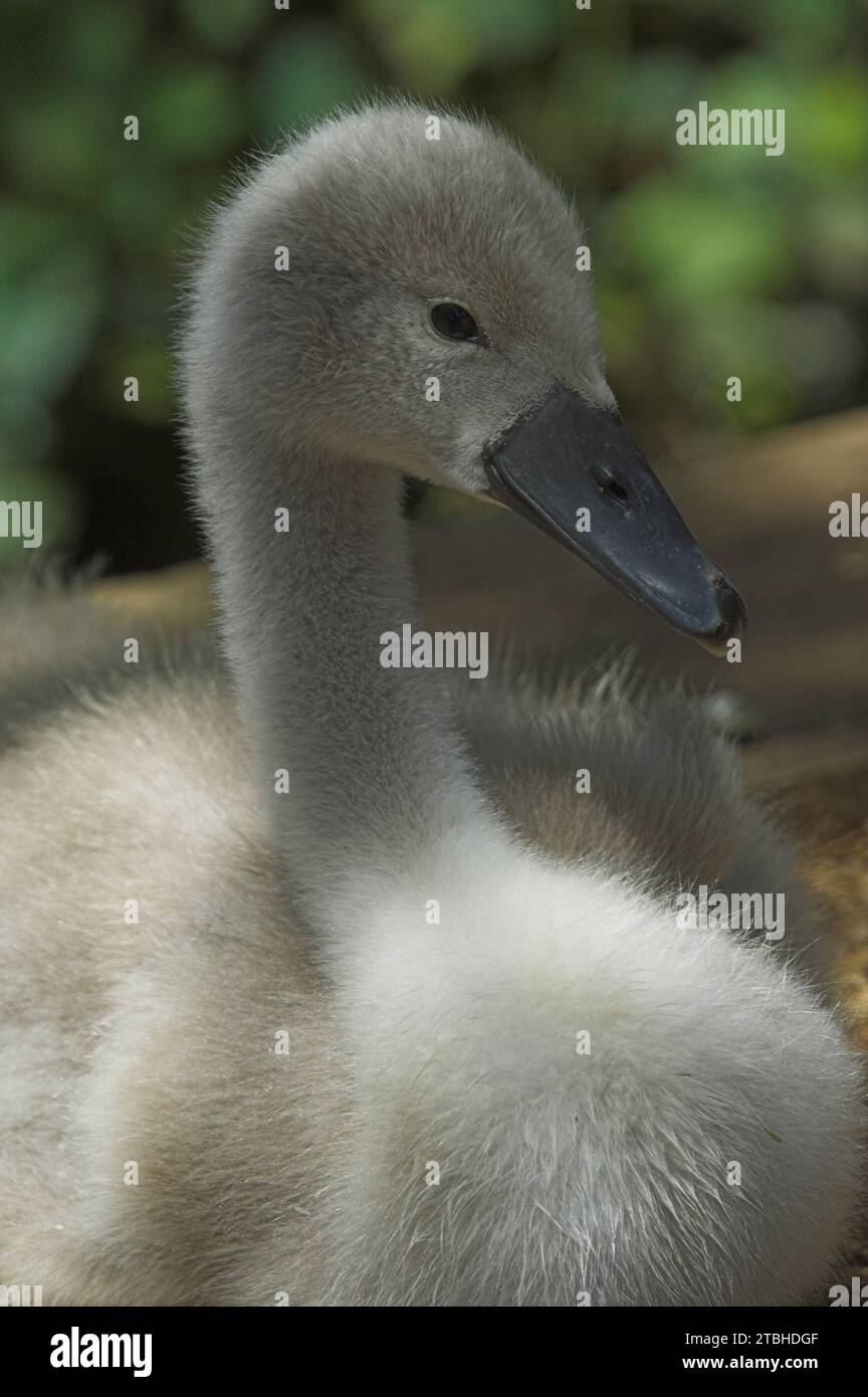 Silute Swan (Cygnus olor) Cygnet riposa con la testa in alto. Foto Stock