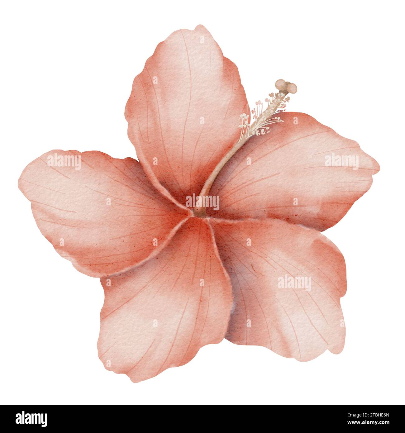 Illustrazione botanica Hibiscus Flower Watercolor. Clip art estive disegnate a mano su sfondo isolato. Disegno di una pianta tropicale esotica in fiore. Schizzo di gemma con petali rosa. Per le carte floreali. Foto Stock
