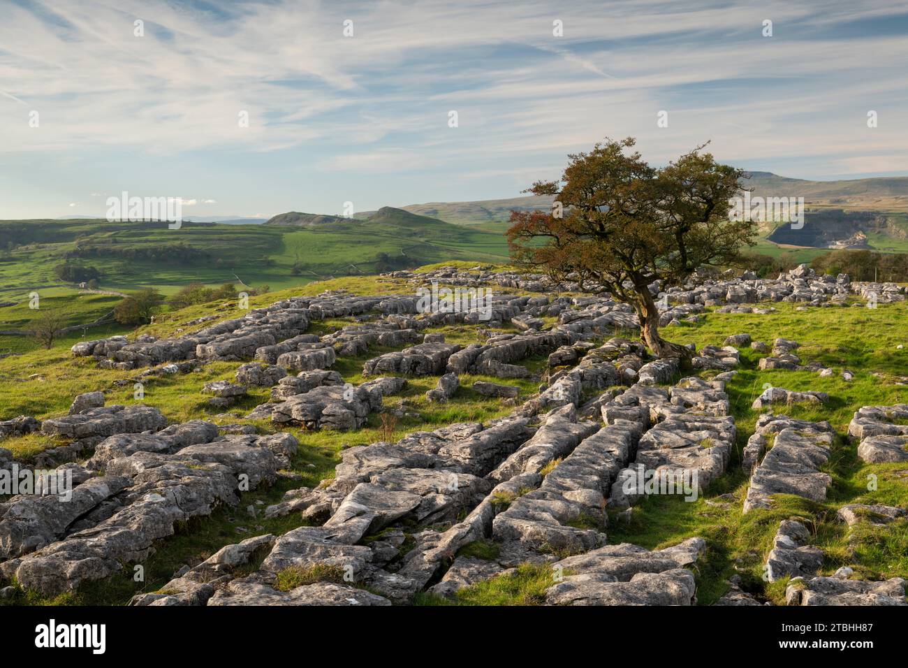 Un albero di biancospino spazzato dal vento solitario su una pavimentazione calcarea a Winskill Stones, vicino a Settle nello Yorkshire Dales, in Inghilterra. Autunno (ottobre) 2023. Foto Stock