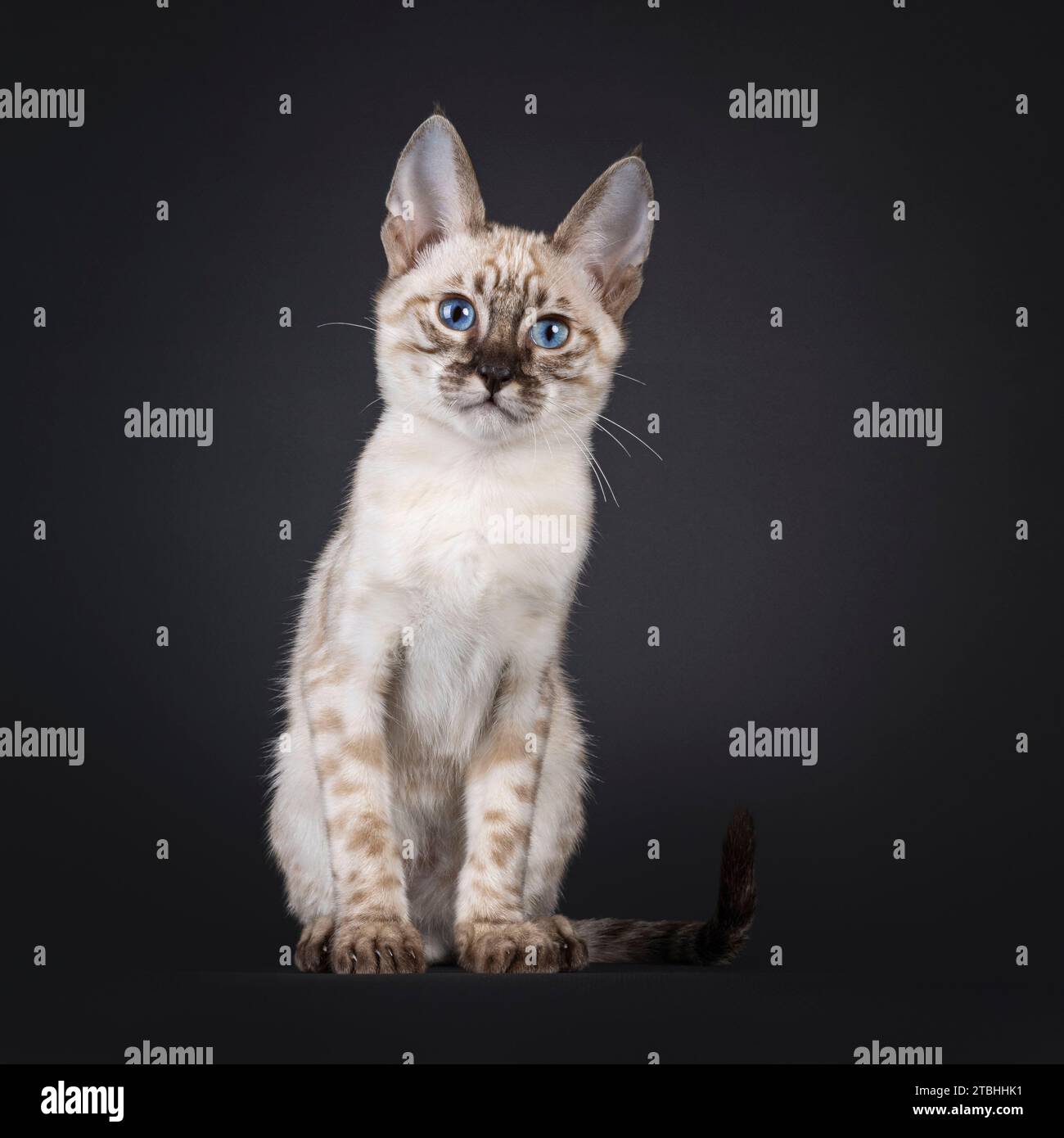 Mink F6 gattino Savannah, seduto di fronte. Guardando verso la fotocamera con gli occhi blu. Isolato su sfondo nero. Foto Stock