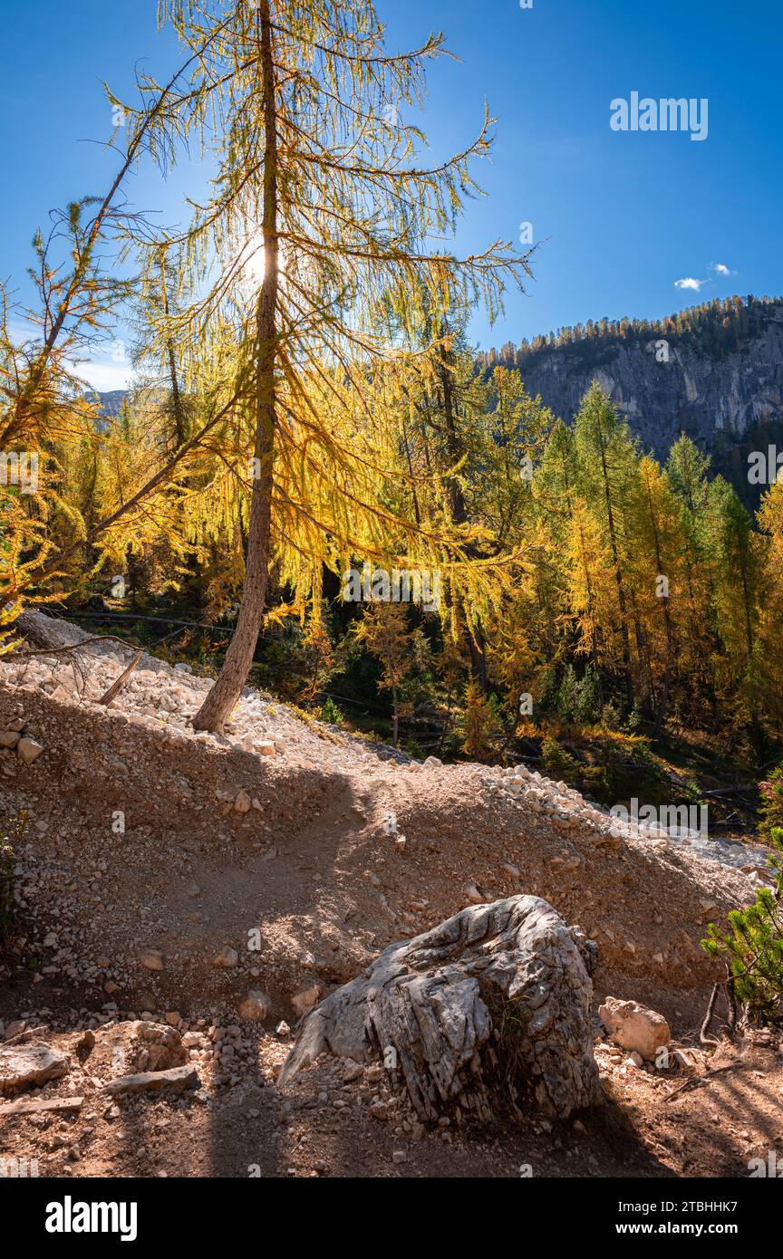 Larice dorato su terreno roccioso Foto Stock