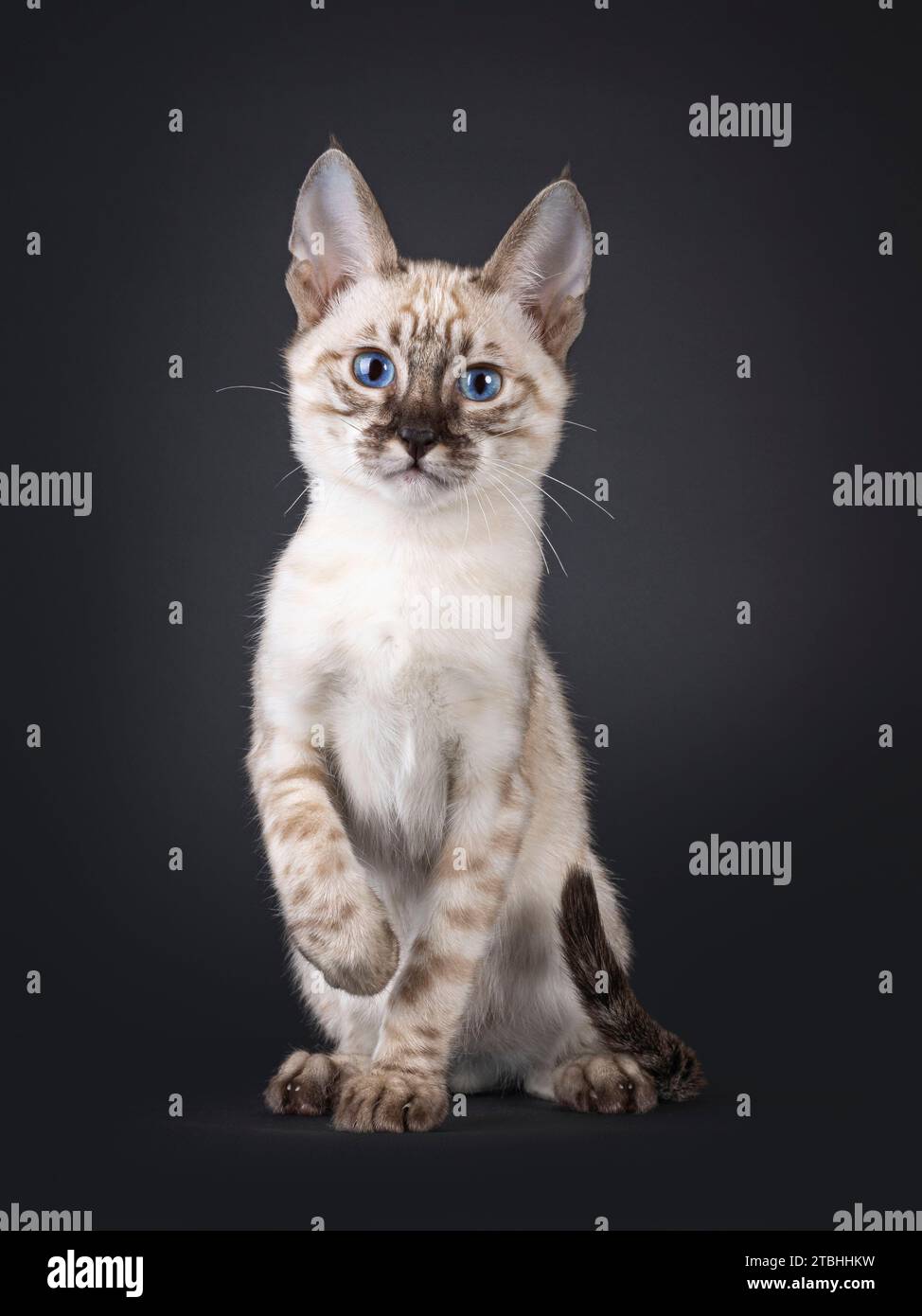 Mink F6 gattino Savannah, seduto di fronte. Guardando verso la fotocamera con gli occhi blu. Isolato su sfondo nero. Foto Stock