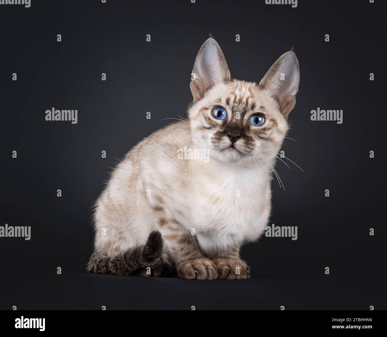 Mink F6 gattino Savannah, sdraiato. Guardando direttamente alla fotocamera con gli occhi blu. Isolato su sfondo nero. Foto Stock