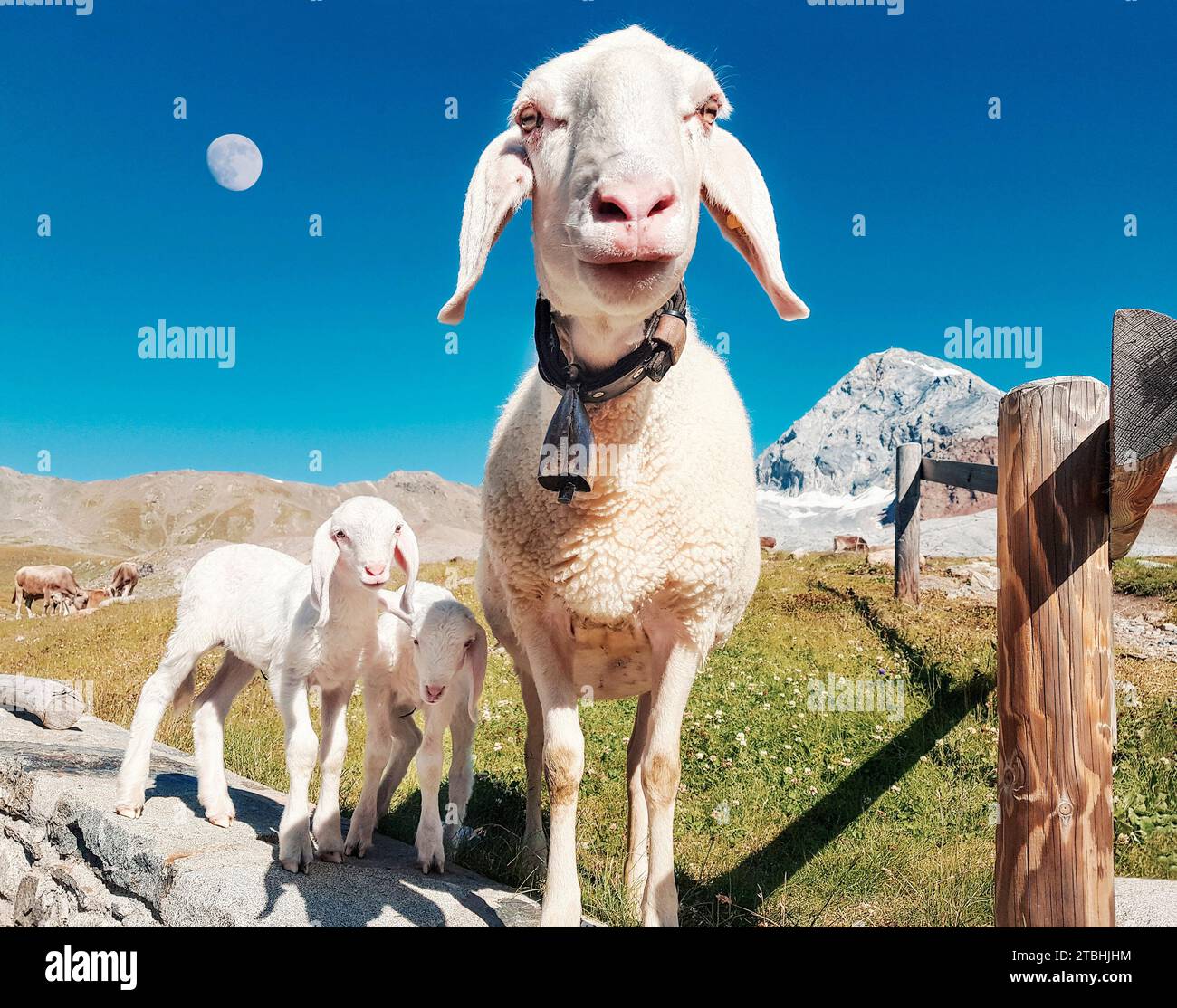 Pittoresca famiglia pecora nelle alpi italiane. Foto Stock