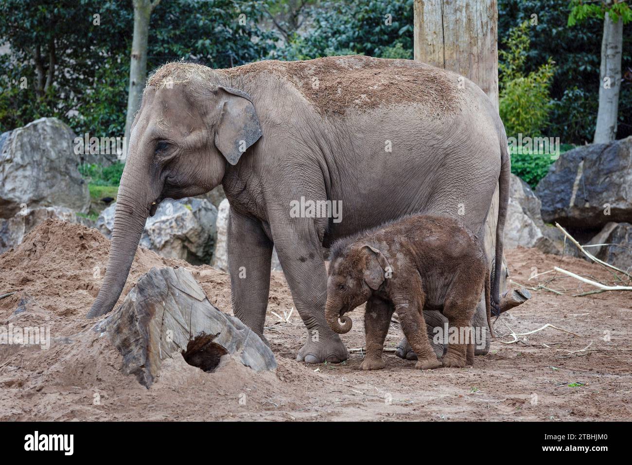 Elefanti asiatici allo zoo di Chester, Cheshire, Inghilterra Foto Stock