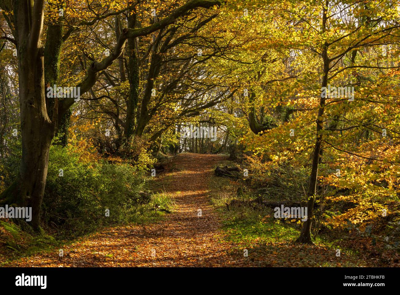 Boschi decidui nei colori autunnali, Core Hill Wood, Sidmouth, Devon, Inghilterra. Autunno (novembre) 2023. Foto Stock