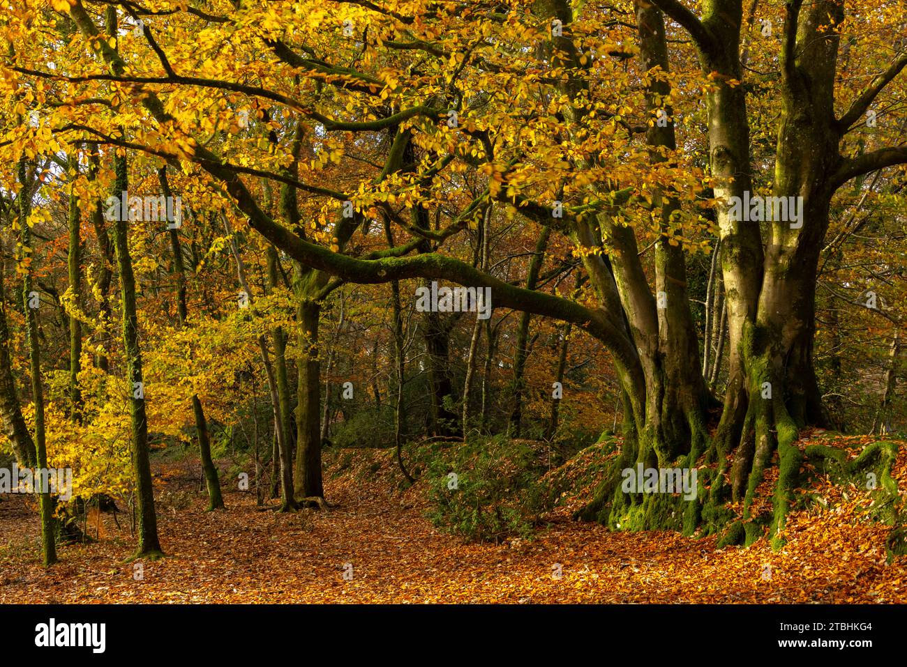 Boschi decidui nei colori autunnali, Core Hill Wood, Sidmouth, Devon, Inghilterra. Autunno (novembre) 2023. Foto Stock