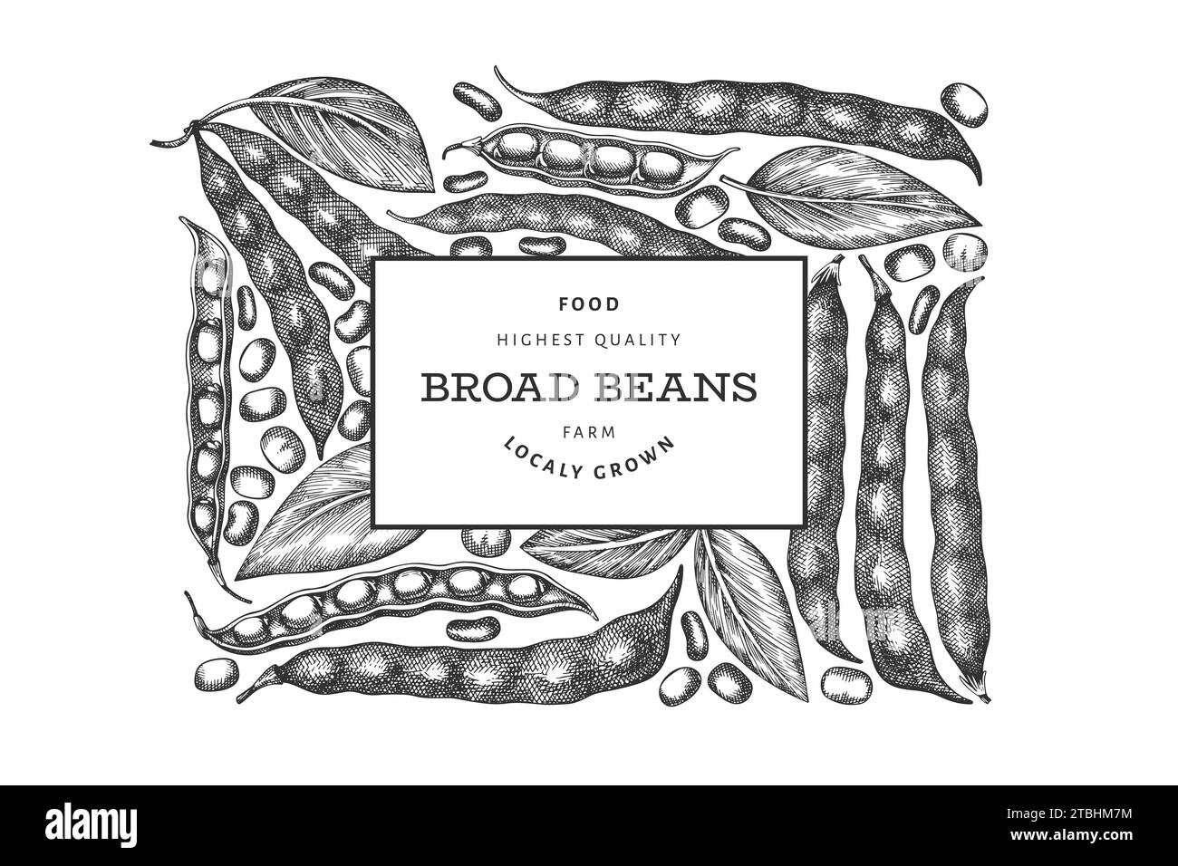 Modello di disegno di fagioli larghi disegnati a mano. Illustrazione del vettore di alimento fresco organico. Illustrazione dei pod retro. Sfondo di cereali in stile botanico inciso. Foto Stock