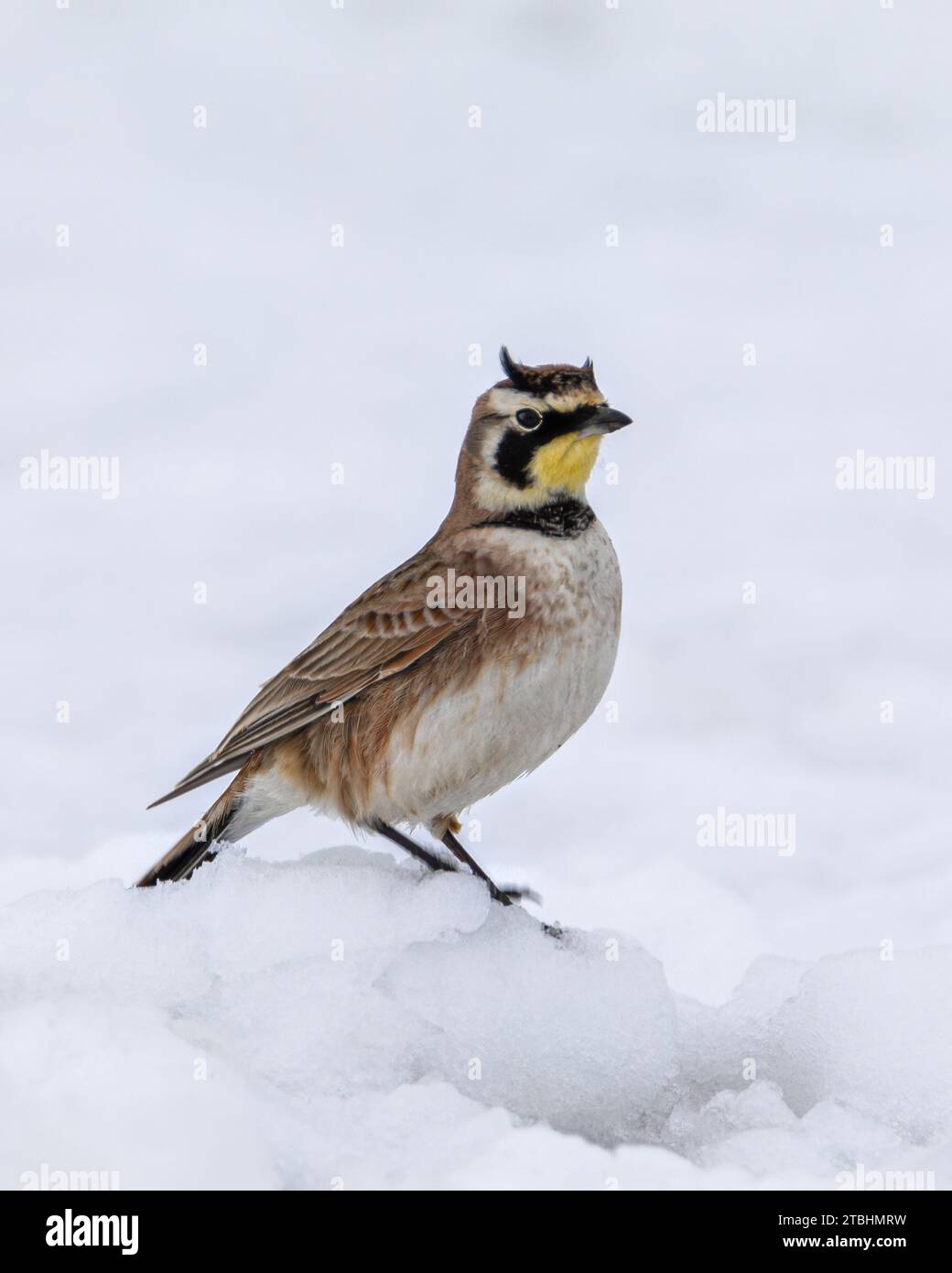Uccello Lark con corna maschile in piedi in primo piano sulla neve Foto Stock